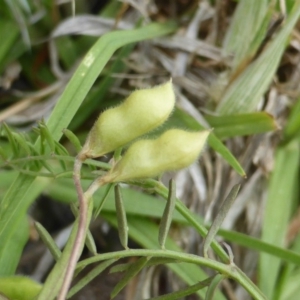 Vicia hirsuta at Garran, ACT - 18 Nov 2018 01:49 PM