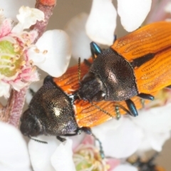 Castiarina subpura (A jewel beetle) at Stromlo, ACT - 15 Nov 2018 by Harrisi