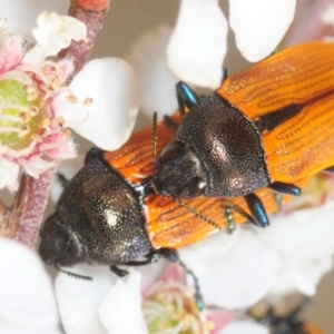 Castiarina subpura at Stromlo, ACT - 15 Nov 2018