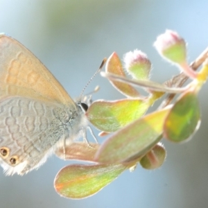 Nacaduba biocellata at Stromlo, ACT - 15 Nov 2018