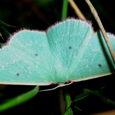 Prasinocyma sp. (1) (MoV, Part 4)(genus) (An Emerald moth (Geometrinae)) at Cotter River, ACT - 17 Nov 2018 by Harrisi