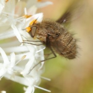 Bombyliidae (family) at Cotter River, ACT - 17 Nov 2018 04:01 PM