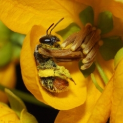 Lipotriches sp. (genus) (Halictid bee) at ANBG - 10 Nov 2018 by TimL