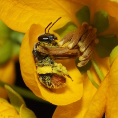 Lipotriches sp. (genus) (Halictid bee) at Acton, ACT - 10 Nov 2018 by TimL