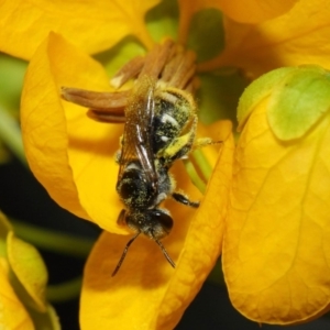 Lipotriches sp. (genus) at Acton, ACT - 10 Nov 2018