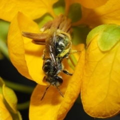 Lipotriches sp. (genus) at Acton, ACT - 10 Nov 2018