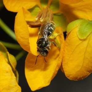 Lipotriches sp. (genus) at Acton, ACT - 10 Nov 2018