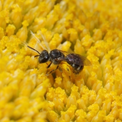 Lasioglossum (Chilalictus) sp. (genus & subgenus) (Halictid bee) at Acton, ACT - 12 Nov 2018 by TimL