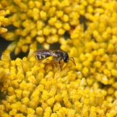 Lasioglossum (Chilalictus) sp. (genus & subgenus) at Acton, ACT - 12 Nov 2018