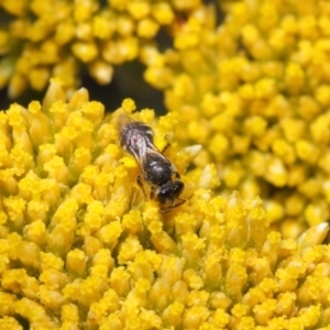 Lasioglossum (Chilalictus) sp. (genus & subgenus) at Acton, ACT - 12 Nov 2018