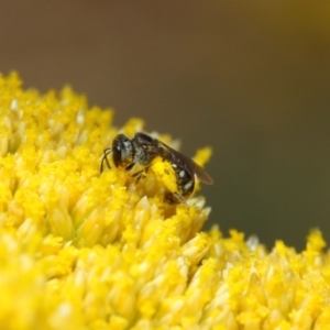 Lasioglossum (Chilalictus) sp. (genus & subgenus) at Acton, ACT - 12 Nov 2018