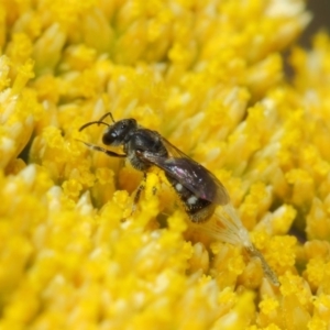 Lasioglossum (Chilalictus) sp. (genus & subgenus) at Acton, ACT - 12 Nov 2018