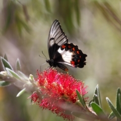 Papilio aegeus (Orchard Swallowtail, Large Citrus Butterfly) at ANBG - 12 Nov 2018 by TimL