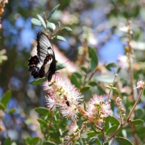 Papilio aegeus at Acton, ACT - 12 Nov 2018