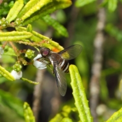 Villa sp. (genus) (Unidentified Villa bee fly) at Hackett, ACT - 12 Nov 2018 by Tim L