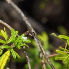 Villa sp. (genus) at Hackett, ACT - 12 Nov 2018