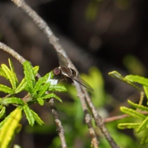 Villa sp. (genus) at Hackett, ACT - 12 Nov 2018