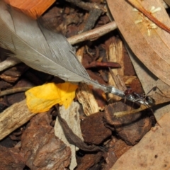 Iridomyrmex purpureus (Meat Ant) at ANBG - 10 Nov 2018 by TimL
