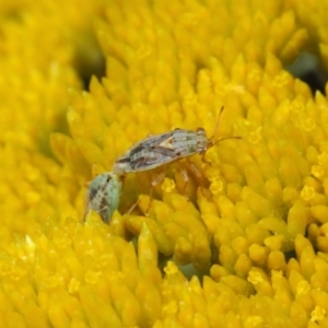 Lygaeidae (family) at Acton, ACT - 12 Nov 2018