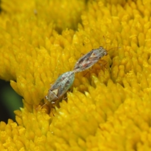 Lygaeidae (family) at Acton, ACT - 12 Nov 2018