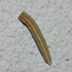 Fisera (genus) (Unidentified Fisera moths) at ANBG - 10 Nov 2018 by TimL