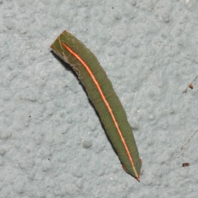 Fisera (genus) (Unidentified Fisera moths) at ANBG - 10 Nov 2018 by TimL