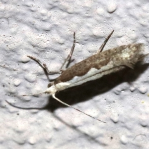 Plutella xylostella at Ainslie, ACT - 17 Nov 2018 10:47 PM