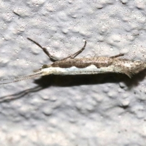 Plutella xylostella at Ainslie, ACT - 17 Nov 2018 10:47 PM