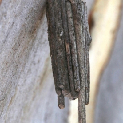Clania ignobilis (Faggot Case Moth) at Farrer, ACT - 15 Nov 2018 by jb2602