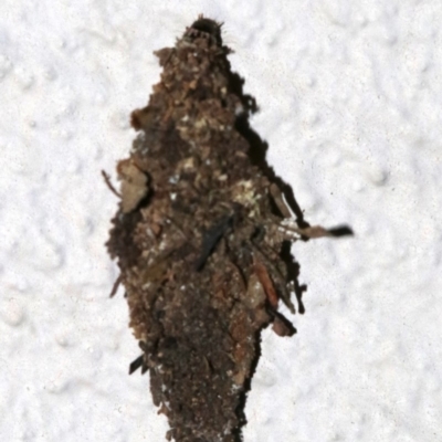 Cebysa leucotelus (Australian Bagmoth) at Ainslie, ACT - 17 Nov 2018 by jb2602