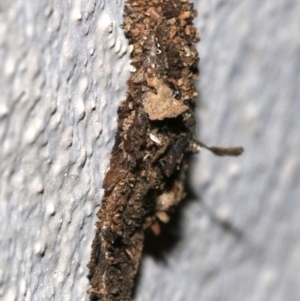 Cebysa leucotelus at Ainslie, ACT - 17 Nov 2018