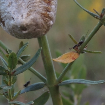 Podagrionini (tribe) (Unidentified mantis parasite wasp) at Point Hut to Tharwa - 28 Dec 2014 by michaelb