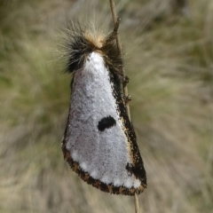 Epicoma melanospila (Black Spot Moth) at Namadgi National Park - 2 Nov 2018 by HarveyPerkins