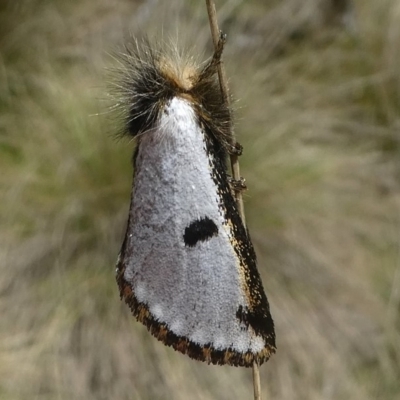 Epicoma melanospila (Black Spot Moth) at Tennent, ACT - 2 Nov 2018 by HarveyPerkins