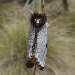 Epicoma melanospila at Tennent, ACT - 2 Nov 2018