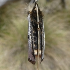 Epicoma melanospila at Tennent, ACT - 2 Nov 2018 03:24 PM