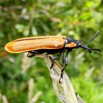 Rhinotia haemoptera (Lycid-mimic belid weevil, Slender Red Weevil) at Namadgi National Park - 28 Dec 2017 by HarveyPerkins