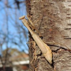 Pseudomantis albofimbriata (False garden mantis) at Conder, ACT - 8 Jul 2018 by MichaelBedingfield