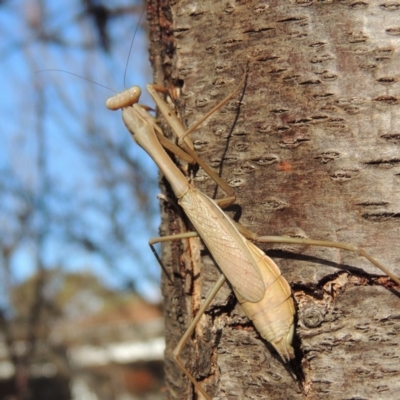 Archimantis sp. (genus) (Large Brown Mantis) at Pollinator-friendly garden Conder - 8 Jul 2018 by michaelb