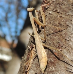 Pseudomantis albofimbriata at Conder, ACT - 8 Jul 2018 11:33 AM