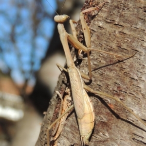 Pseudomantis albofimbriata at Conder, ACT - 8 Jul 2018 11:33 AM