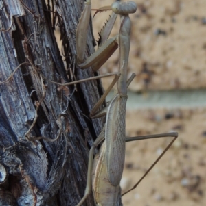 Archimantis sp. (genus) at Conder, ACT - 8 Jul 2018