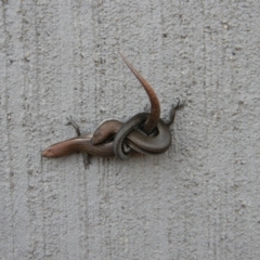 Lampropholis delicata (Delicate Skink) at Tathra, NSW - 30 Dec 2017 by Steve Mills