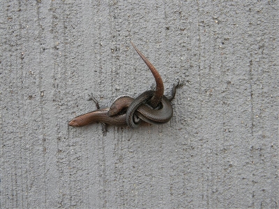 Lampropholis delicata (Delicate Skink) at Tathra, NSW - 30 Dec 2017 by SteveMills