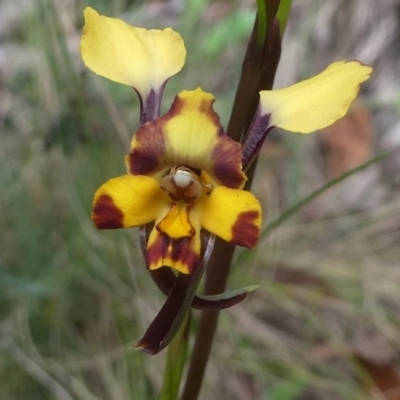 Diuris pardina (Leopard Doubletail) at Cotter River, ACT - 4 Nov 2018 by HarveyPerkins