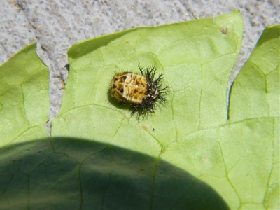 Coccinellidae (family) (Unidentified lady beetle) at Tathra, NSW - 29 Nov 2016 by SteveMills