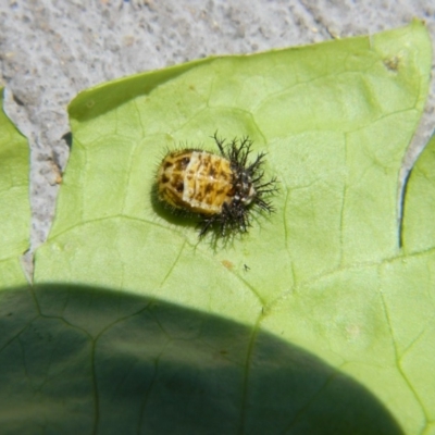 Coccinellidae (family) (Unidentified lady beetle) at Tathra, NSW - 29 Nov 2016 by Steve Mills