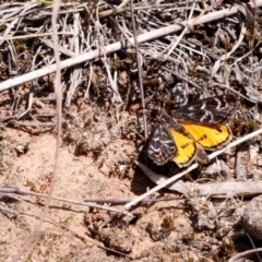 Synemon plana (Golden Sun Moth) at Forde, ACT - 16 Nov 2018 by DPRees125