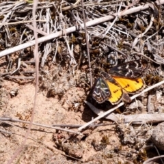 Synemon plana (Golden Sun Moth) at Amaroo, ACT - 15 Nov 2018 by DPRees125