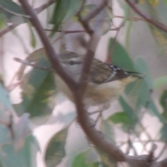 Pardalotus punctatus (Spotted Pardalote) at Point Hut to Tharwa - 11 Mar 2014 by michaelb